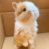 小型侏儒兔子活物凤眼海棠茶杯兔，迷你儿童宠物，兔荷兰兔垂耳兔活体