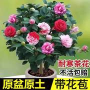 茶花树苗盆栽四季常青浓香型山茶花，香妃五色赤丹花卉，植物室内花苞