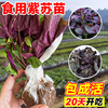 紫苏苗可食用紫苏籽蔬菜苗大叶盆栽阳台南方树种植菜种子四季薄荷