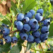 买1送1 盆栽蓝莓树苗南北方种植蓝莓树苗果树苗带果当年结果