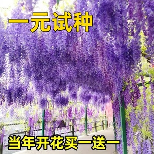 紫藤花树苗爬藤植物庭院围墙，四季开花盆栽花苗绿植花卉藤蔓紫藤萝