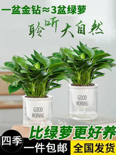 金钻盆栽绿萝箩花卉植物室内花水培绿植多肉好养易活发财树吸甲醛