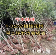 低价处理1-4cm桂花树苗大树8八月金桂，丹桂四季桂当年开花盆栽地栽