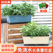 长方形种菜盆花盆草莓种植盆，家庭种菜盆阳台，种菜专用箱长条霍伦盆