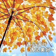 高颜值枫叶雨伞公主儿童，伞网红蘑菇伞长柄透明雨伞，大号树叶雨伞
