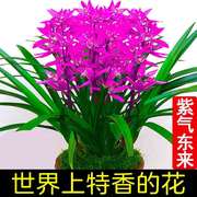 超香兰花紫气东来名贵花卉，绿植室内阳台，盆栽四季建兰兰草