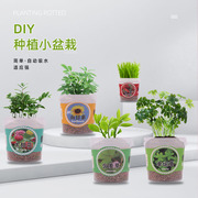 幼儿园植物观察生长发芽diy迷你盆栽学生儿童，礼物奖品创意小