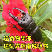 萌宠锹甲成虫幼虫活体宠物昆虫，甲虫非独角，仙开箱视频包活