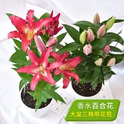 香水百合盆栽室内庭院阳台植物室外四季花香带花苞好养