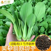 油菜种子小青菜种籽正宗上海青种子春四季播阳台盆栽叶菜蔬菜种孑
