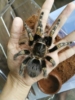 巴西巨人金直间蜘蛛1cm新手品种，温顺好养智利火玫瑰巴西所罗门