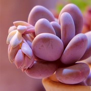 桃美人多肉植物奥普林，挪精养腰子蛋亚美桃蛋老桩群生超萌盆栽植物