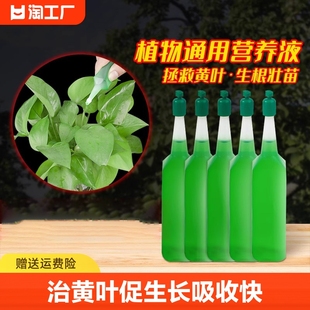 植物营养液通用型盆栽，发财树富贵竹绿萝水培花卉，绿植养花肥料土壤