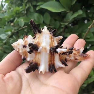 天然海螺贝壳黑千手螺海菊花螺鱼缸水族造景装饰品寄居蟹替换壳