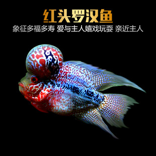 红头罗汉鱼活体观赏鱼泰国金花元宝鸿运罗汉鱼小鱼苗德萨亚成起头
