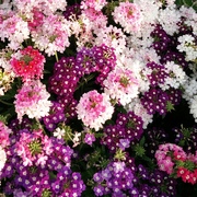 美女樱种子 四季播种 春播花种子 室内阳台盆栽易种 植物花籽