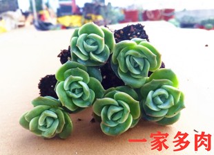 可爱玫瑰10棵多肉植物绿植组合装饰盆栽易养活(易养活)基地直发