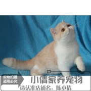 宠物猫咪异短加菲猫活体红虎斑加白纯种加菲异国短毛猫幼猫幼崽x