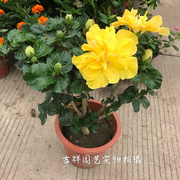 中国名花扶桑花 阳台庭院绿化木槿牡丹大苗四季开花盆景2盆