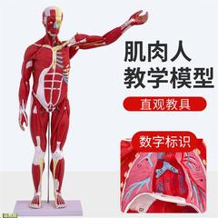 人体全身肌肉附内脏器官解剖模型医学人体肌肉模型80CM肌肉人模型
