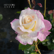 海蒂的花园六翼天使河本月季，勤花抗病丰花玫瑰阳台庭院花卉盆栽苗