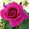 国月 品种大花月季花苗粉和平花大 浓浓的玫瑰香 盆栽月季苗