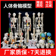 人体骨骼模型肌肉骨架脊柱成人小白骷髅教学小脊椎全身医学3d解剖