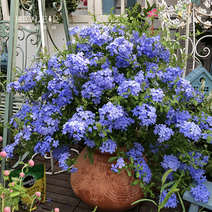 海蒂的花园蓝雪花耐热阳台可爬藤四季好养易活盆栽花卉植物室内花