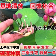 碗莲种藕水培绿植物室内四季开花卉睡莲花小型种籽子荷花根苗盆栽