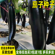 黑钸莉茄子种子紫黑长茄子种籽四季盆栽家庭，种植春夏季蔬菜种子孑