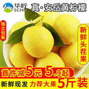 安岳黄柠檬新鲜水果皮薄多汁一二级非青香水鲜柠檬果5斤酸爽