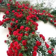 藤本月季爬藤植物庭院浓香爬墙玫瑰盆栽蔷薇花苗特大花卉四季开花