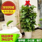 深圳大叶绿萝柱适合客厅办公室内吸甲醛净化空气植物盆栽