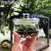 生态瓶辣椒蟹微景观水生，陆生莫斯苔藓，植物创意玻璃懒人植螃蟹缸