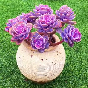 紫丁香老桩多肉植物，大颗好养美观庭院阳台，防辐射盆栽绿植花卉