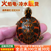 火焰龟深水龟鱼缸混养小乌龟活物稀有活体小宠物吃粪龟清洁龟冷水
