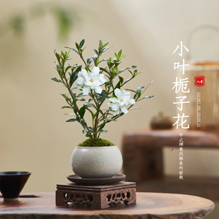 小叶栀子花四季盆栽植物，室内好养办公室桌，面带盆景花苞开花小绿植