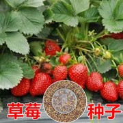 草莓种子四季易活草莓籽庭院阳台盆栽室内外花卉花种籽子奶油草莓