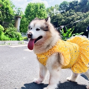 春夏狗狗猫咪波浪荷叶边清新小雏菊裙泰迪比熊阿拉斯加金毛萨摩