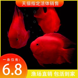 红鹦鹉鱼活鱼发财鱼热带观赏鱼淡水风水鱼苗元宝血红财神鱼