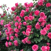 藤本月季花苗胭脂扣灌木蔷薇，小苗庭院阳台爬藤粉色，达芬奇多季开花