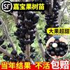 四季嘉宝果苗树沙巴艾斯卡，南北方种植盆栽阳台，庭院树葡萄苗果树苗