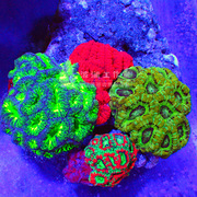 海水珊瑚荧光绿分支脑金桔脑菊石脑金橘脑士脑巴黎脑LPS软体珊瑚