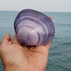 天然超大海螺贝壳紫蛤粉蛤贝鱼缸造景海洋生物标本装饰送礼不可打
