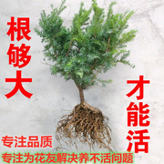 红豆杉树苗曼地亚小型盆栽，正宗盆景苗植物，室内绿植吸甲醛结果地栽