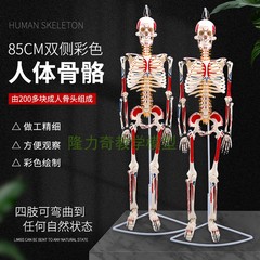 人体骨骼85cm医学解剖肌肉模型骨架