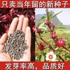 洛神花种子食用红桃K种子玫瑰茄花草茶种子四季阳台易种盆栽植物