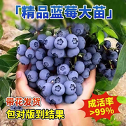 特大蓝莓树果苗盆栽地栽带果南北方种植奥尼尔蓝莓苗当年结果