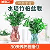 驱蚊竹柏水培植物室内水养绿植花卉，盆栽办公室桌面四季常青草(常青草)好养