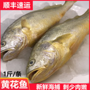 大黄鱼小黄花鱼3斤装 新鲜冷冻生鲜海鲜水产鲜活冰鲜深海海鱼